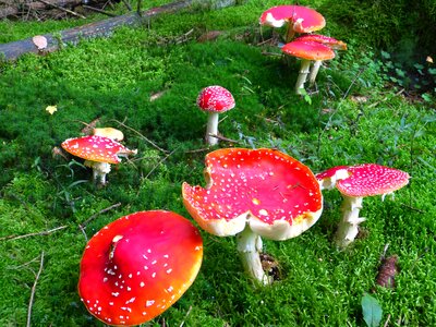 Red fly agaric mushroom toxic spotted