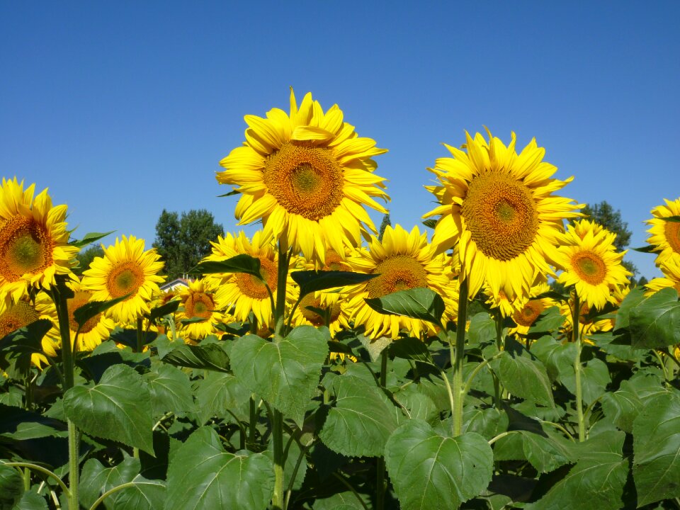 Sunflowers sky summer