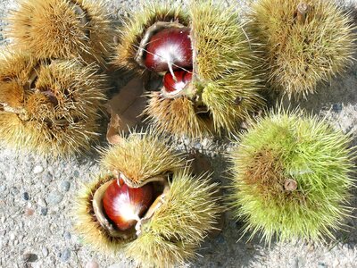 Chestnuts curly autumn