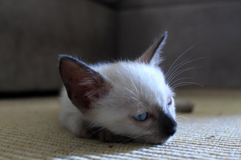 Pet animal cute
