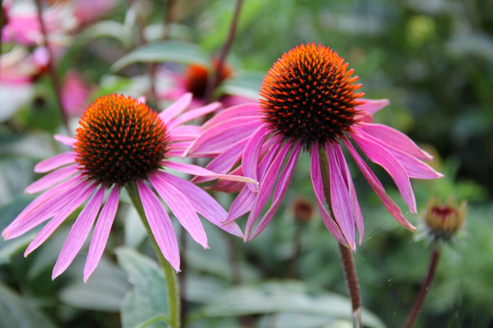 Medicinal plant coneflower purple