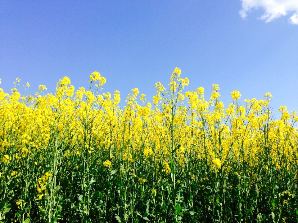Yellow landscape field of rapeseeds