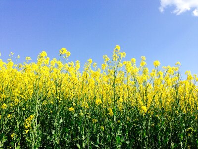 Yellow landscape field of rapeseeds