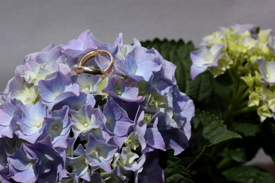 Gold ring flower wedding rings
