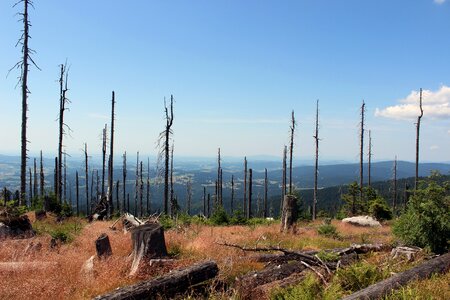 Summer heaven stump