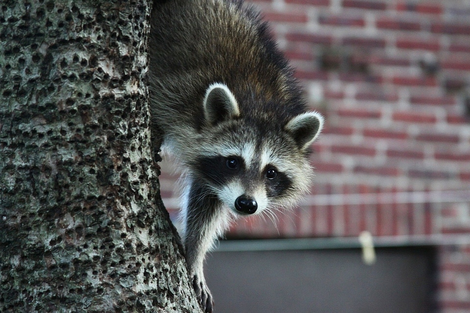 Wildlife wild mammal