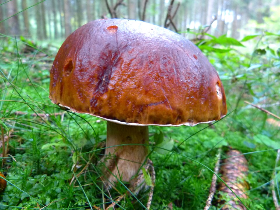 Brown tube mushroom forest