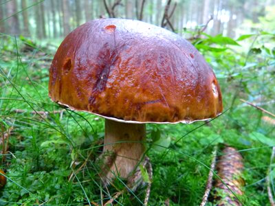 Brown tube mushroom forest photo