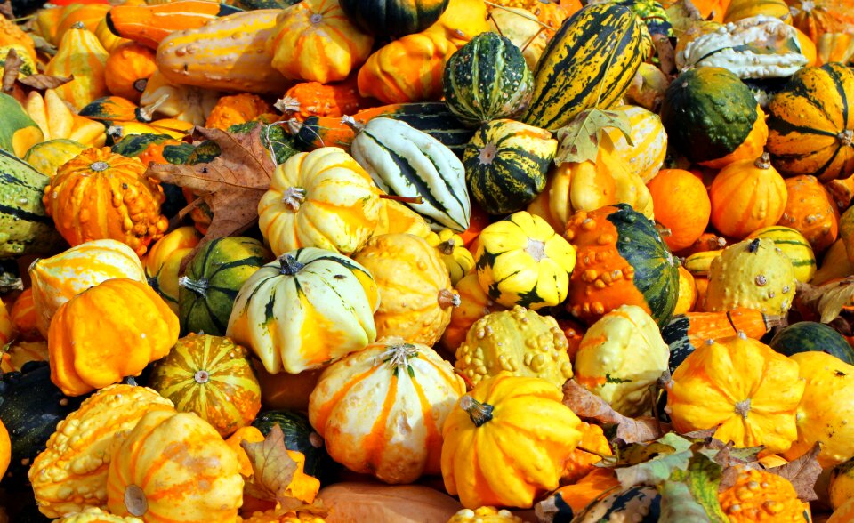 Harvest vegetables orange