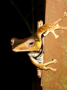 Malaysia borneo rainforest photo