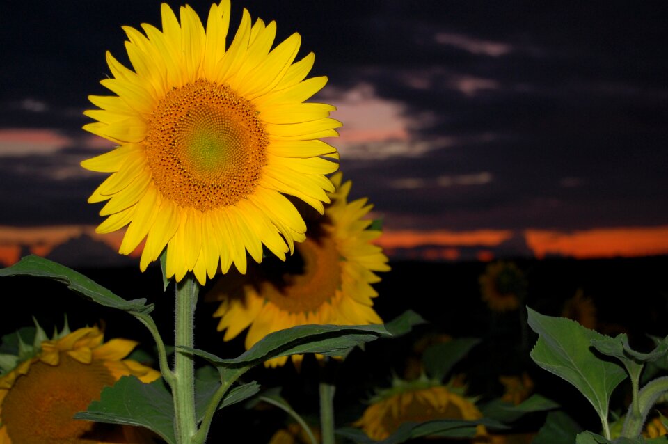 Sunflower flower sunset