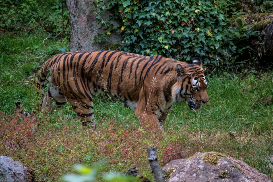 Predator cat animals