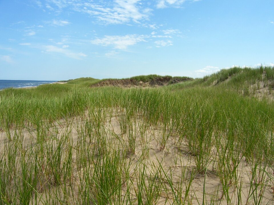 Seashore grass natural