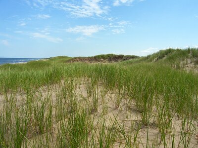 Seashore grass natural