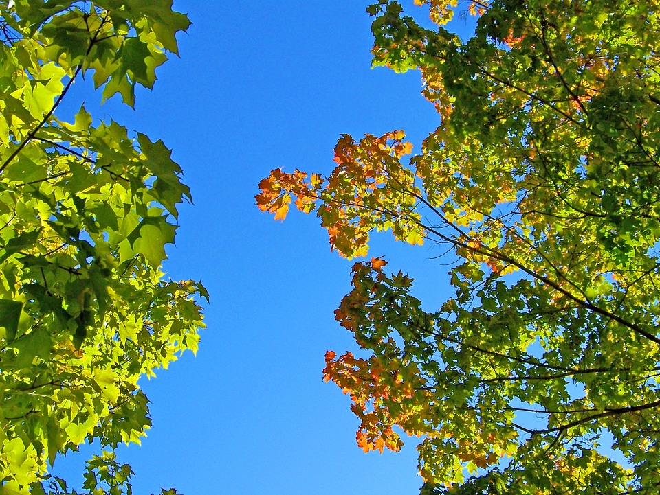 Leaves blue sky