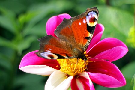 Butterflies edelfalter blossom photo