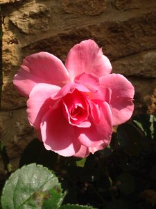 Bloom pink photo
