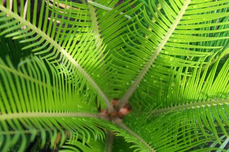 Plant fresh foliage