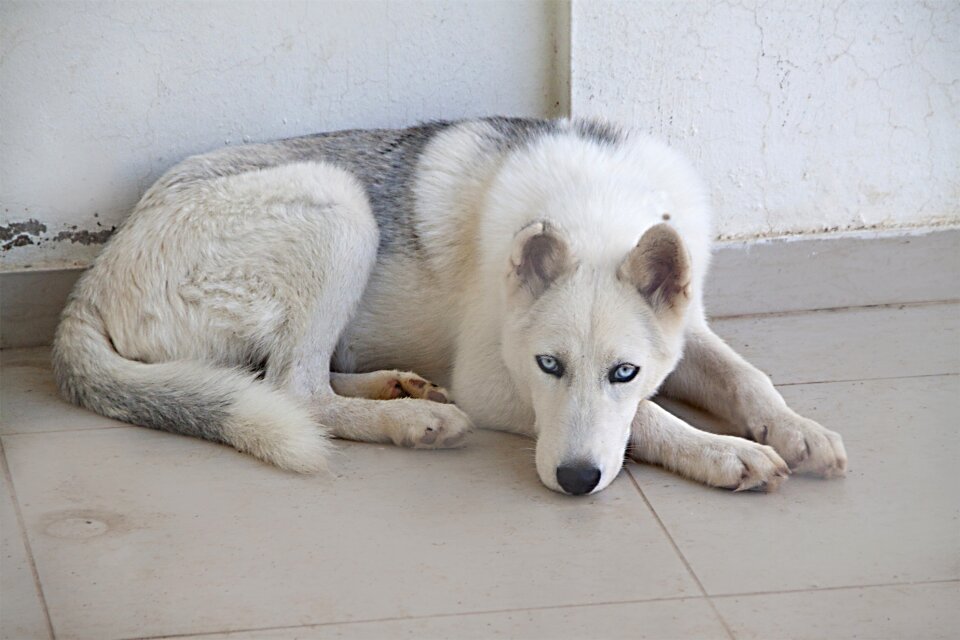 Animal husky lying