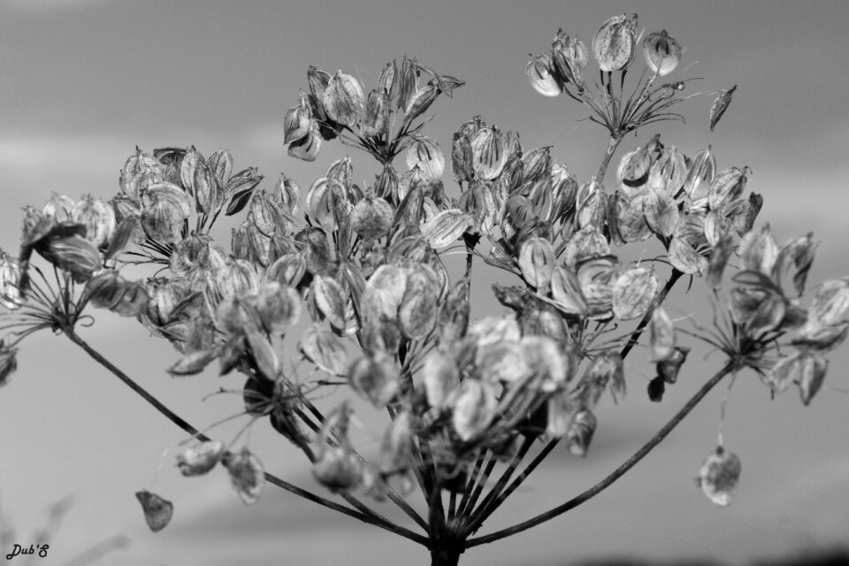 Nature white wild flowers
