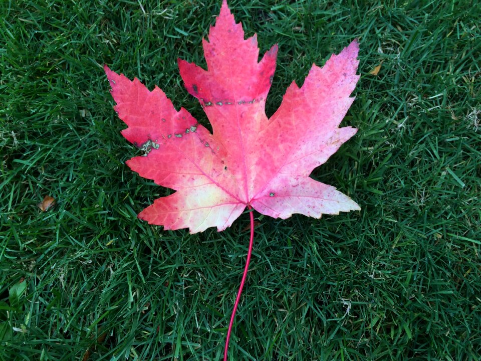 Leaf autumn canada