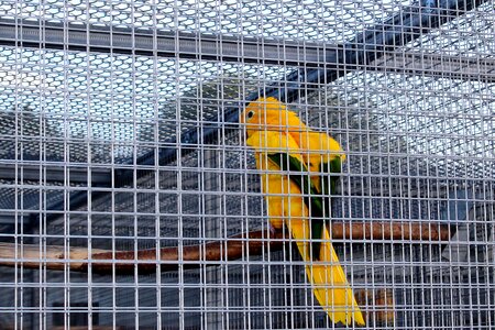 Bird parakeet gold parakeet