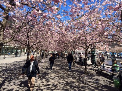 Spring bloom cherry blossoms