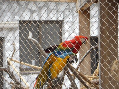 Parrot parrot in cage birds