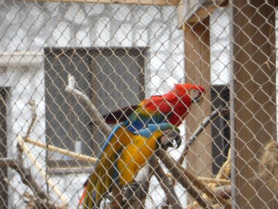 Parrot parrot in cage birds photo