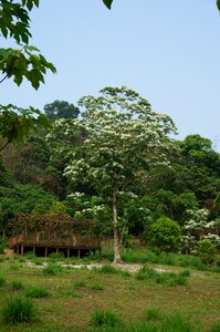 Flowering white flower wu yuexue