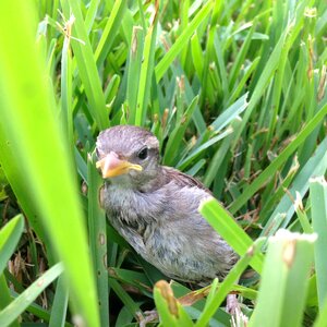 Grass wild nature photo