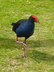 Wildlife australian plumage photo