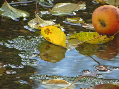 Leaf apple windfall