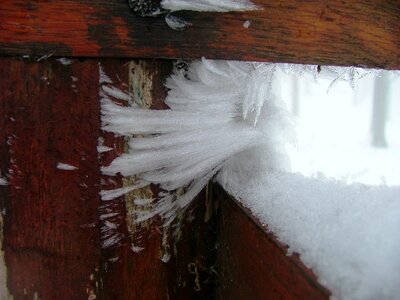 Winter frost forest photo