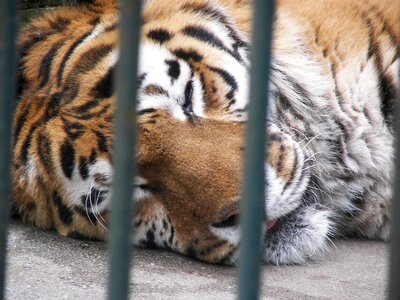 Lion cage zoo photo