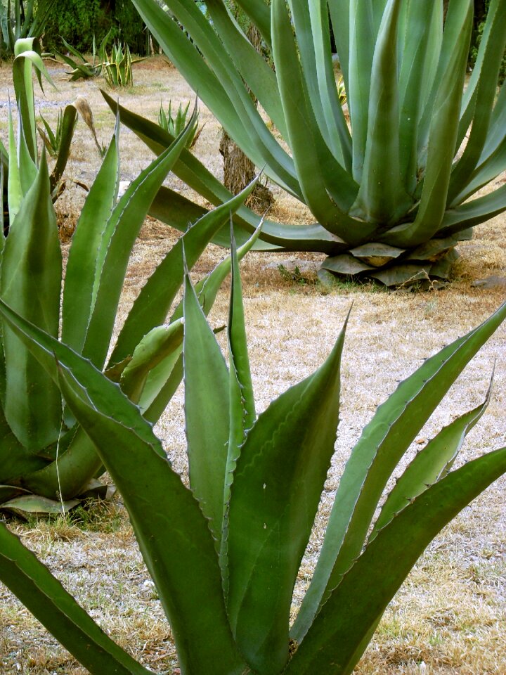Fibre mezcal pulque