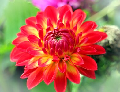 Plant composites flower garden