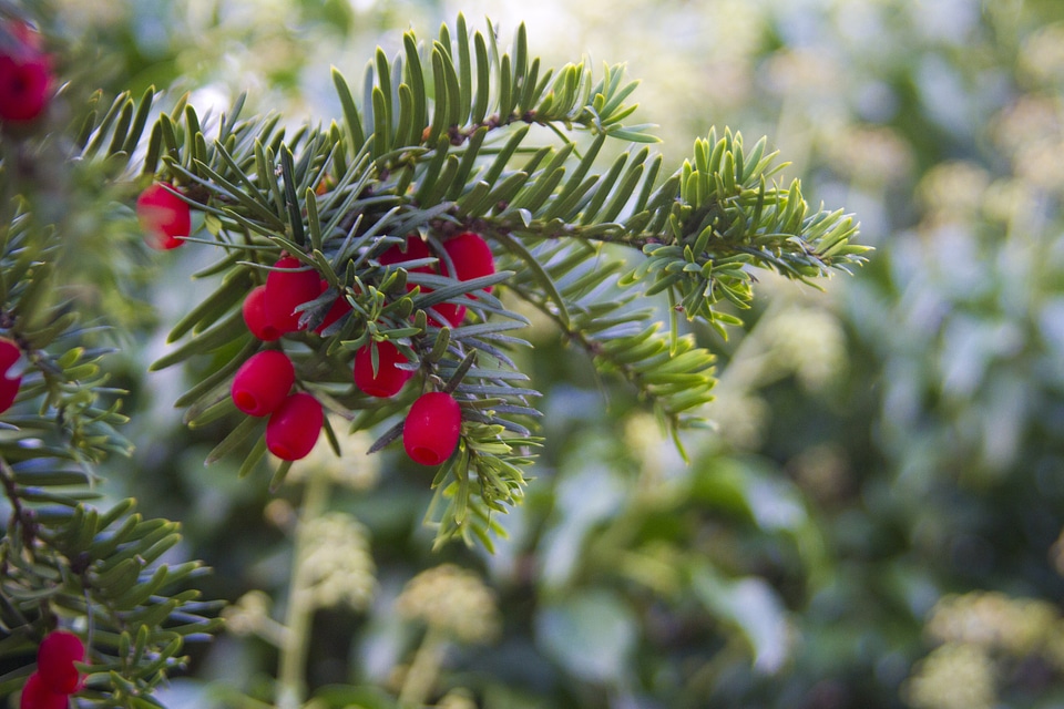 Christmas snow tree