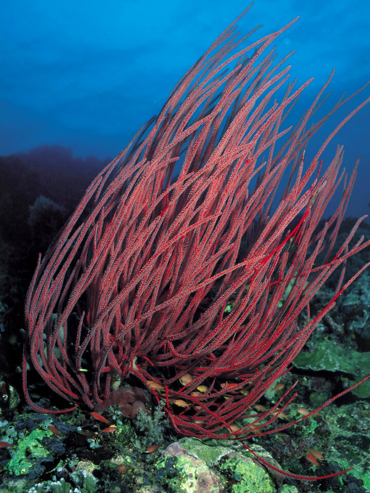 Scuba red