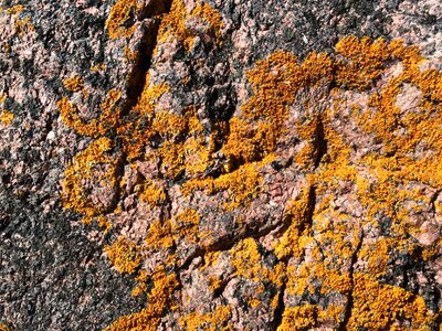 Rock moose texture