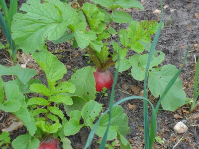 Bed vegetables harvest