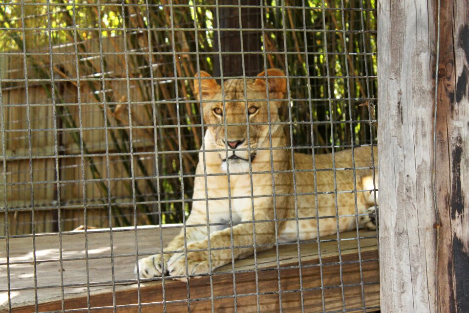 Zoo zoological cat