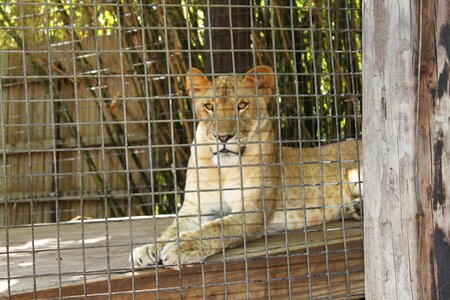Zoo zoological cat