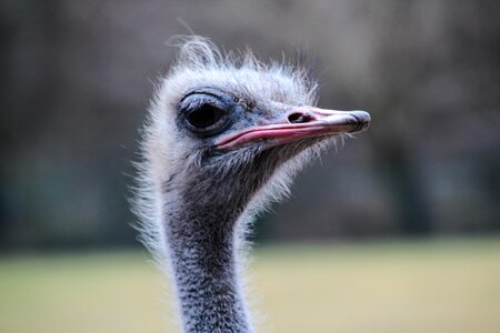 Bird flightless bird head