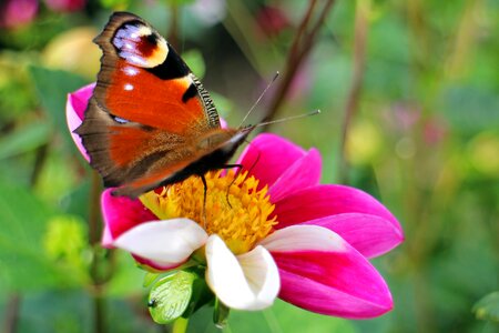 Butterflies edelfalter blossom photo