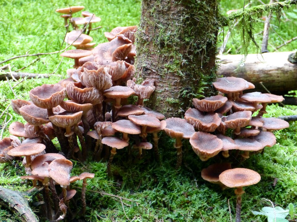 Autumn nature forest