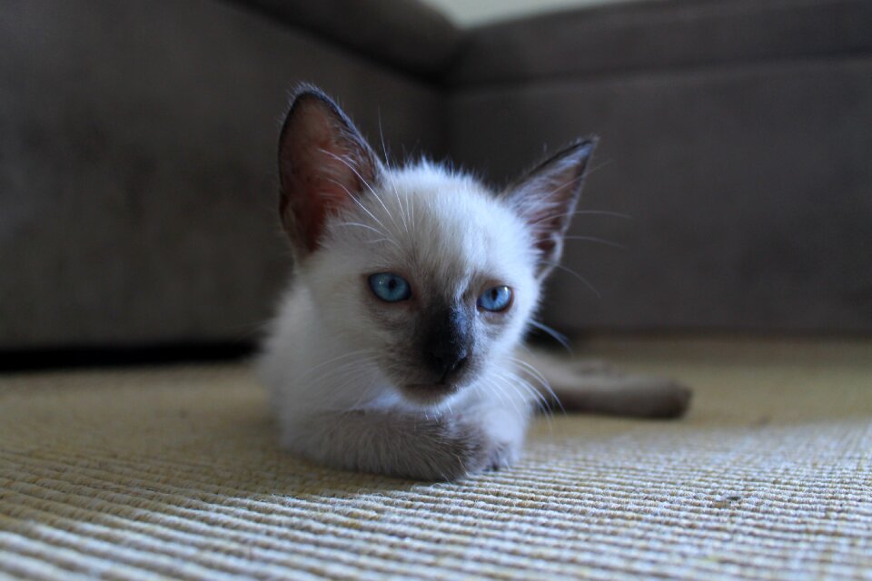 Cat pet animal