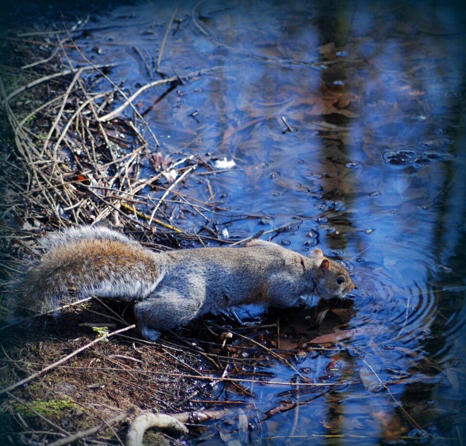Animal wildlife nature