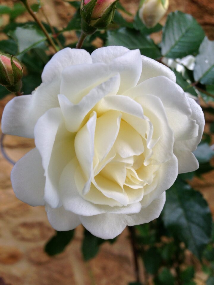 Prosperity rose david austin white