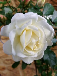 Prosperity rose david austin white
